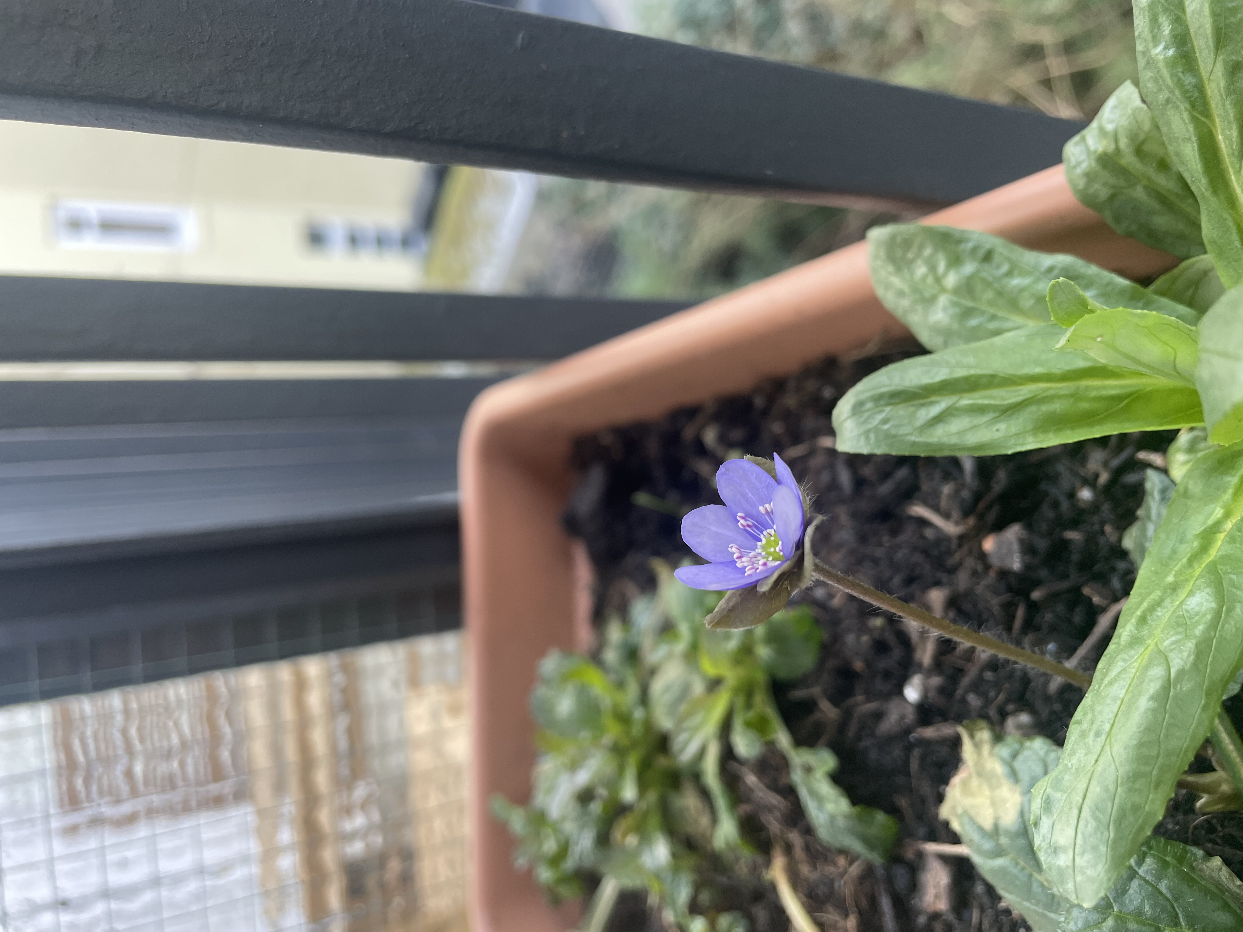 Lila Blüte des Leberblümchens im blumenkasten