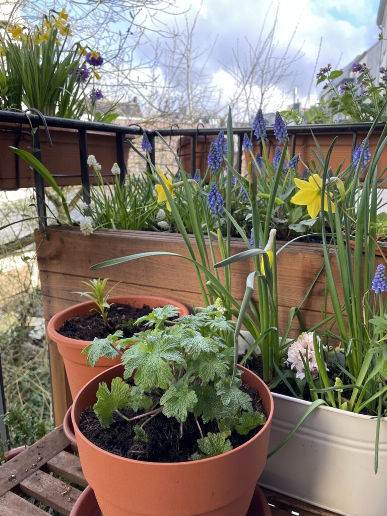Gelbe Narzissen, blaue Traubenhyazinthen und Blattwerk auf dem Nordbalkon im Frühjahr