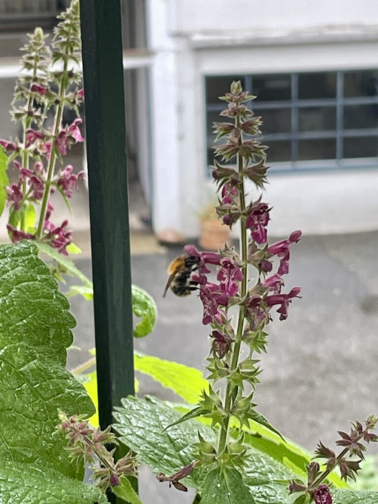 Ackerhummel sitzt am pinken Wald-Ziest