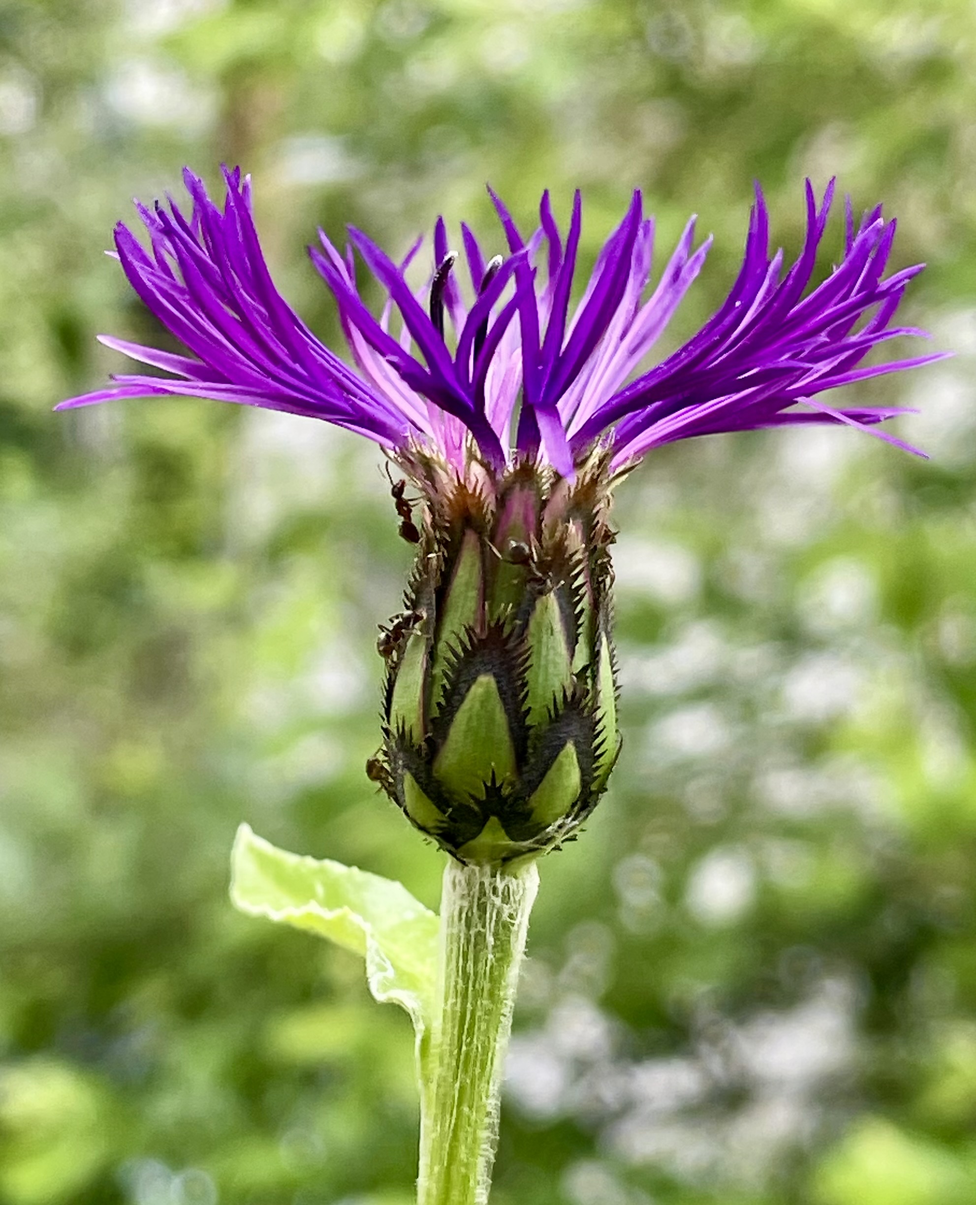 Ameisen krabbeln auf pinker Blüte der Berg-Flockenblume