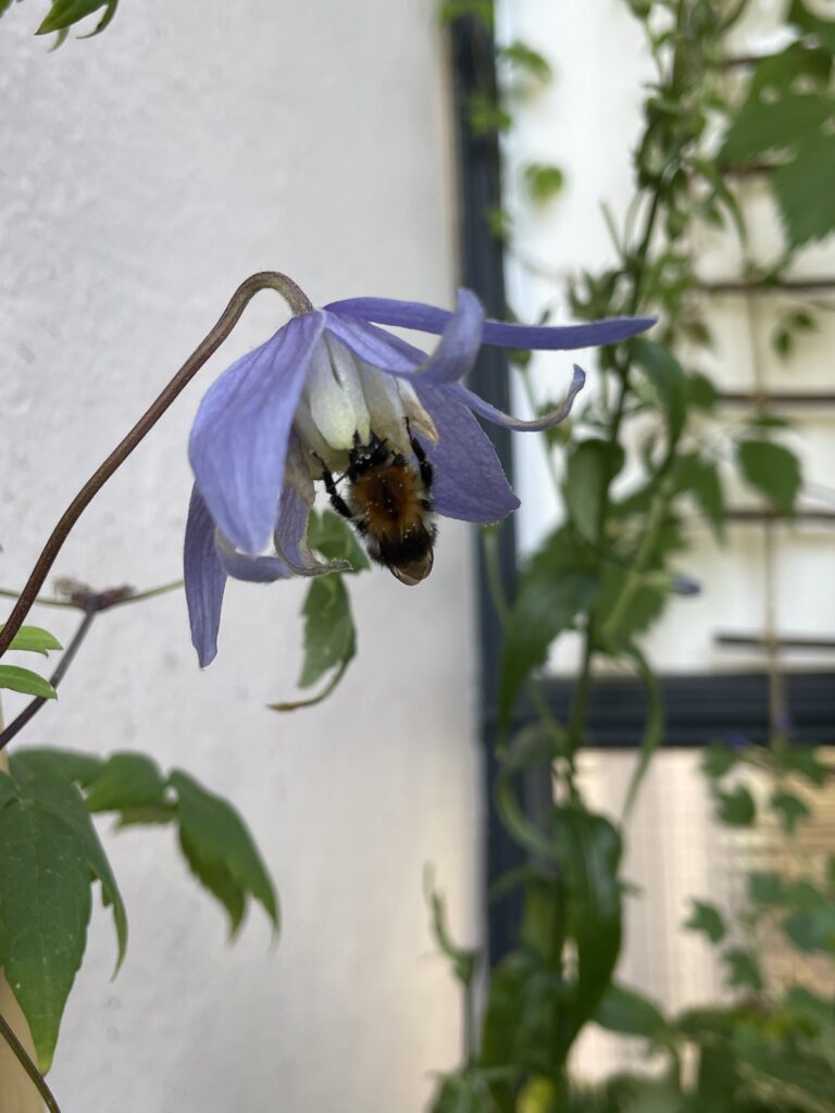 Eine Gartenhummel hängt kopfüber an einer lila Alpenwaldrebe