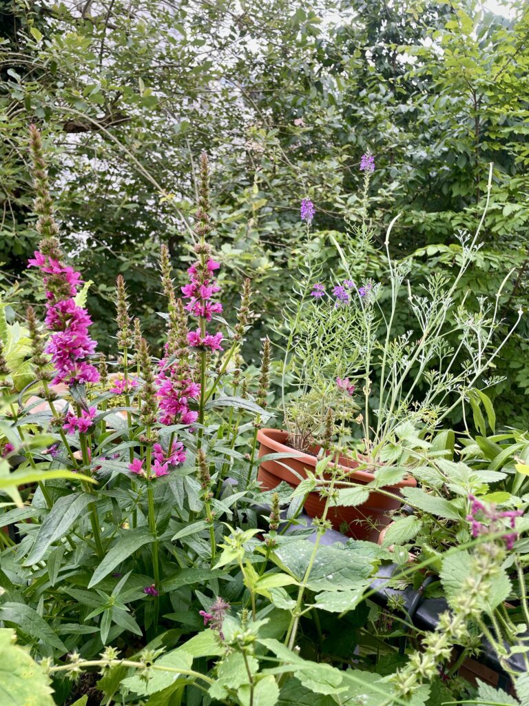 Ein Blattdickicht aus verschiedenen Pflanzen mit pinkem Blutweiderich und lila Leinkraut im Hintergrund