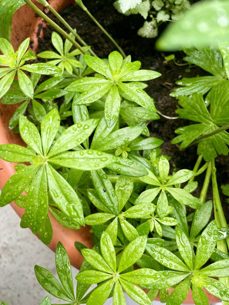 Waldmeister