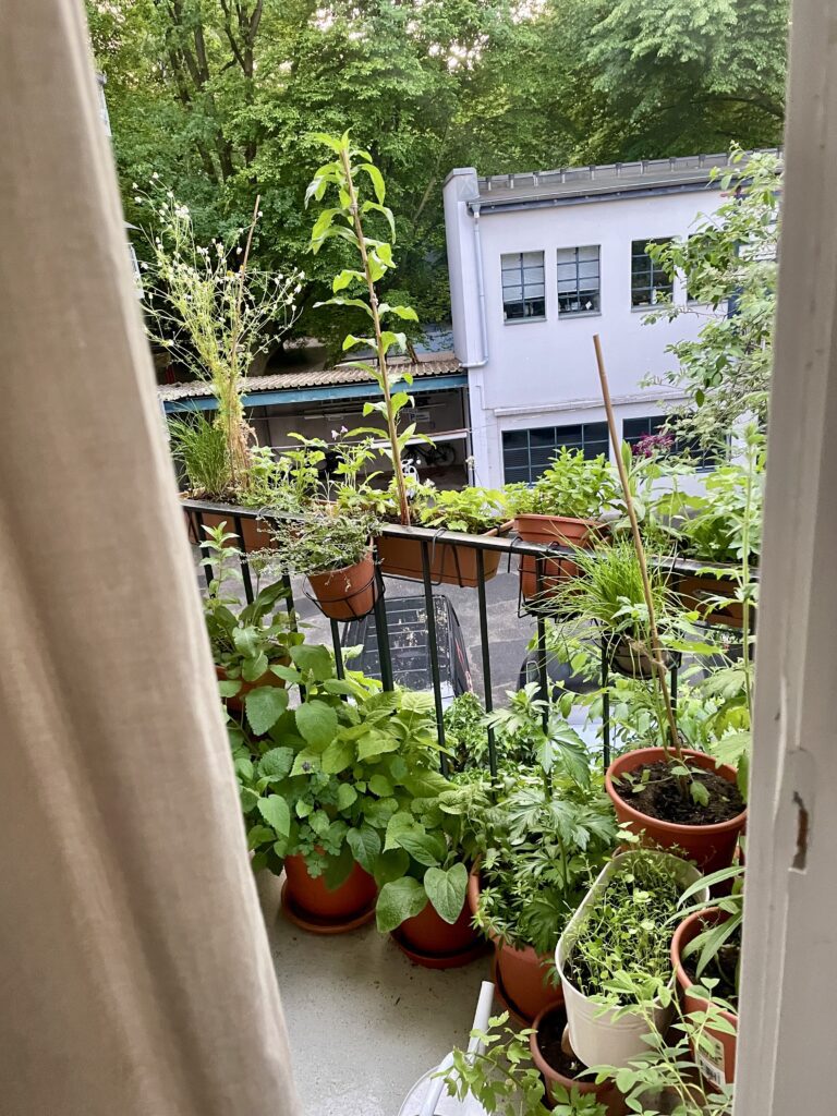 Blick aus der Balkontür auf viele Kübel und Blumenkästen mit grünem Blattwerk