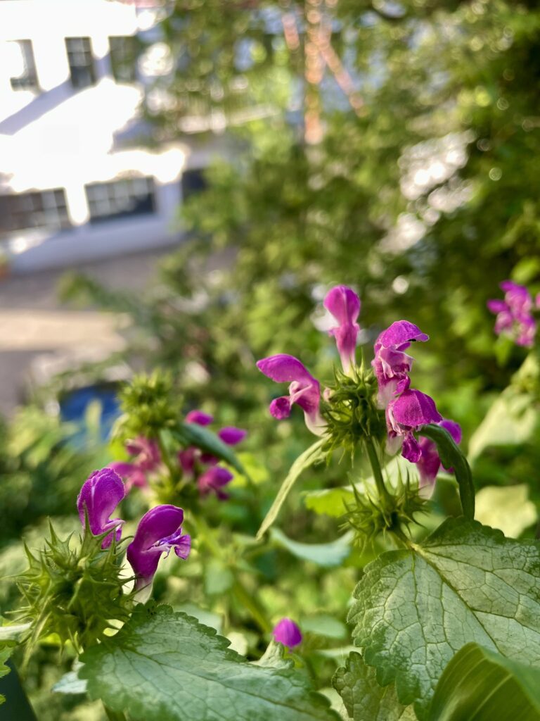 Viel grünes Blattwerk, das von den pinken Blüten der Gefleckten Taubnessel überragt wird