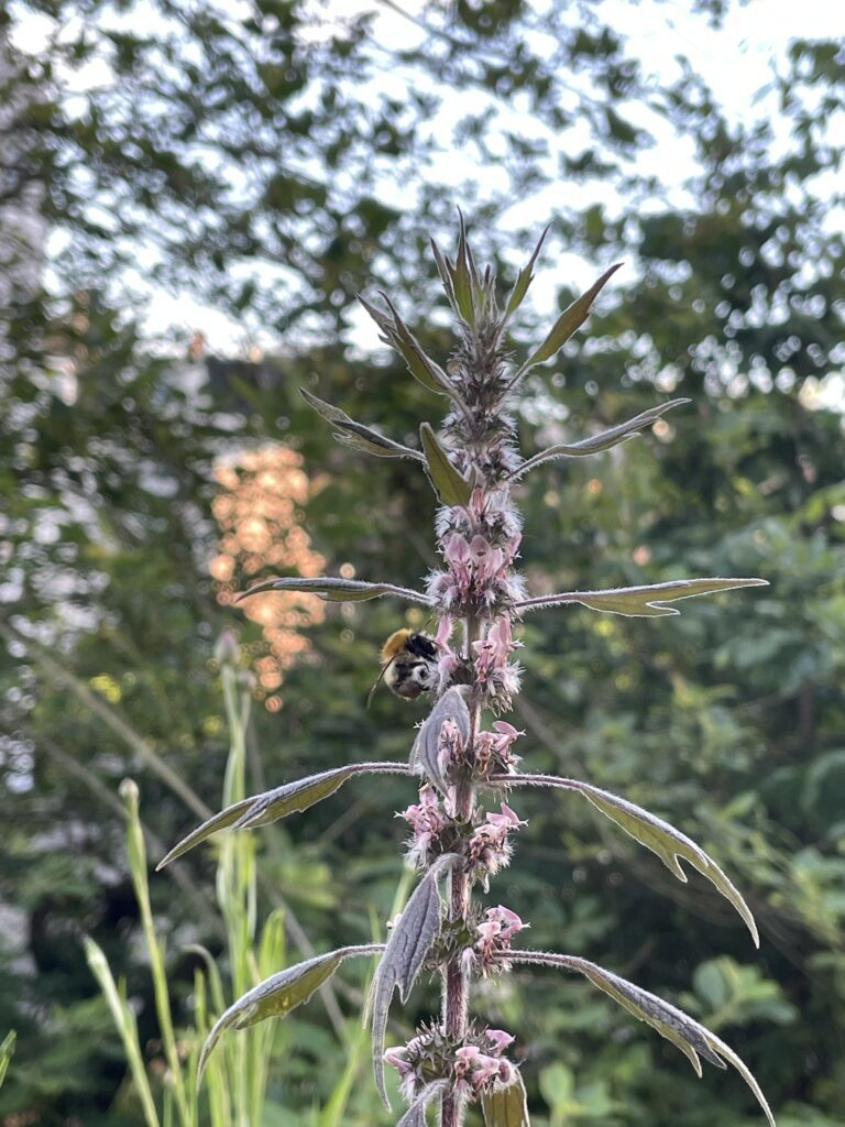 Hummel sitzt an hochgewachsenem Echten Herzgespann