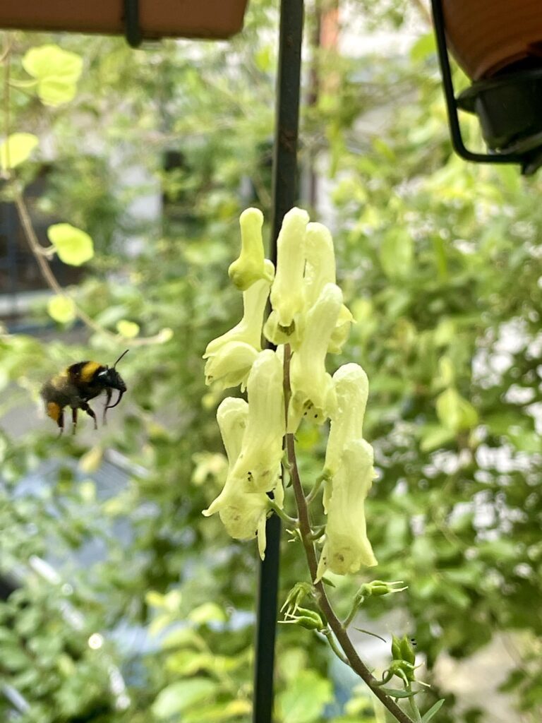 Eine Gartenhummel fliegt auf den gelben Wolfseisenhut zu