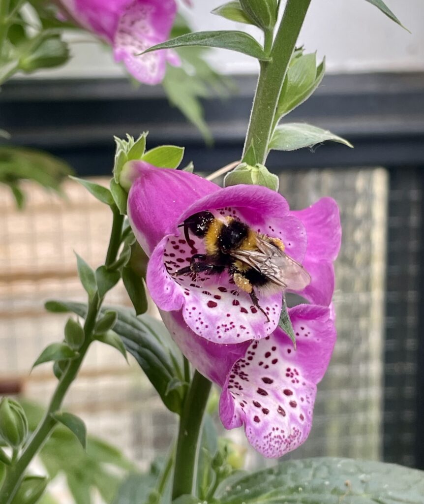 Eine Gartenhummel krabbelt in die pinke Blüte des Fingerhuts