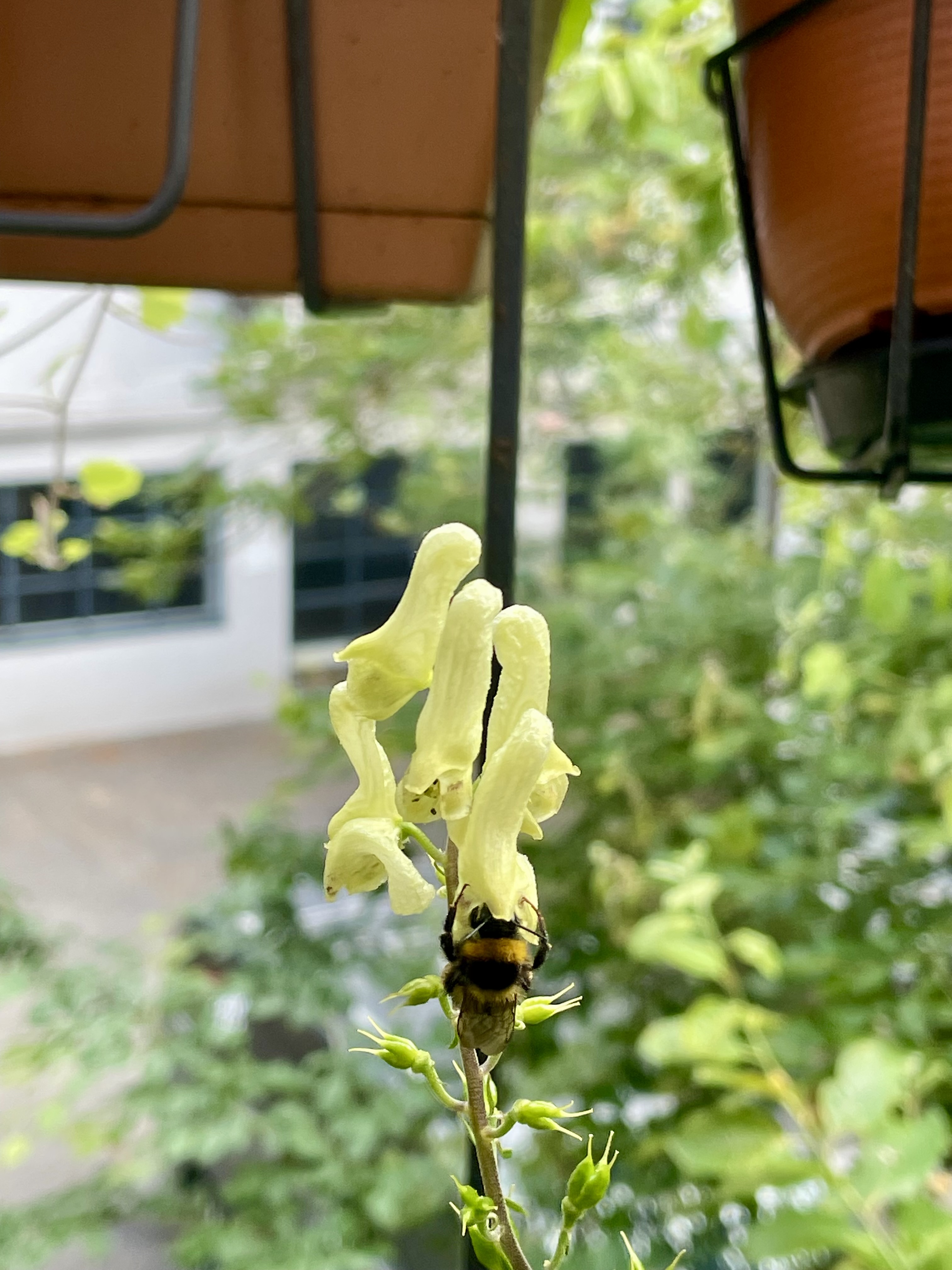 Eine Gartenhummel trinkt Nektar aus dem gelben Wolfseisenhut