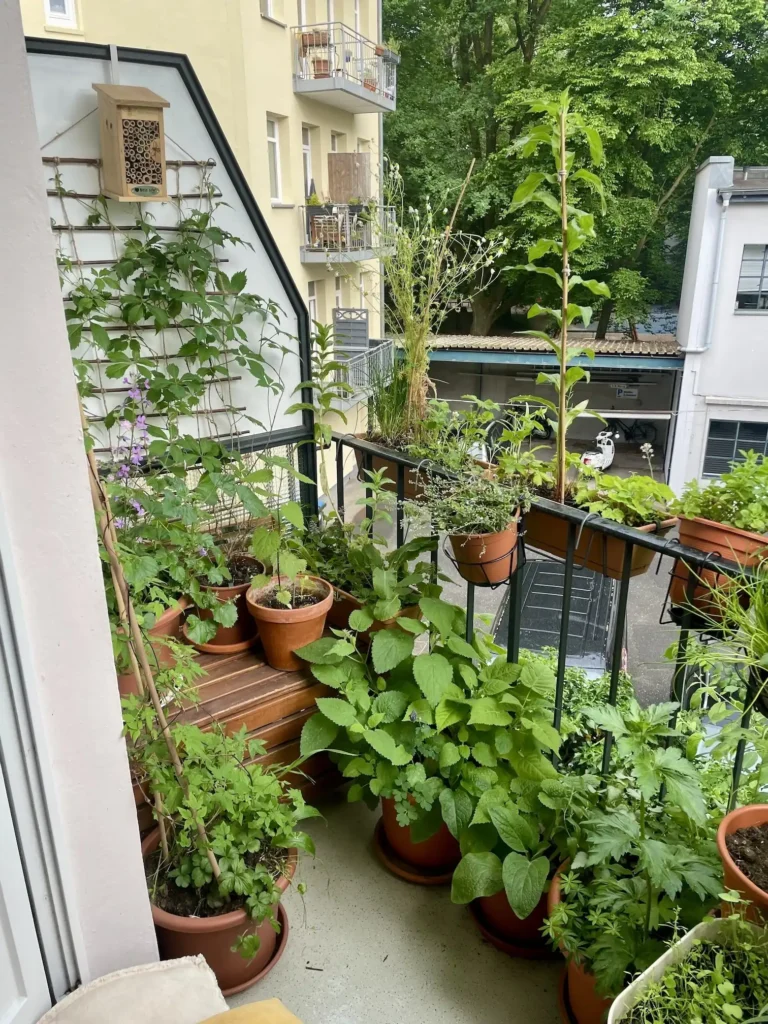 Sicht aus Balkontür auf viele Kübel mit vielen grünen Blättern auf dem Nordbalkon