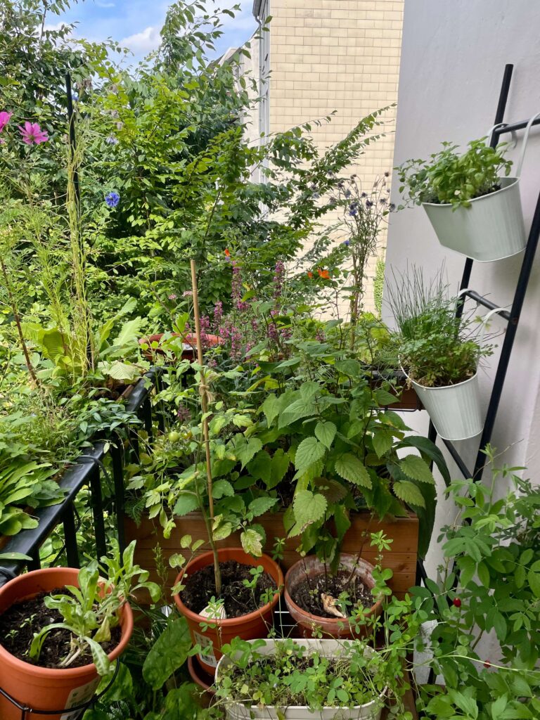 Über 30 Stauden bilden einen Teppich aus Blättern und Blüten auf mehren Ebenen des Nordbalkons