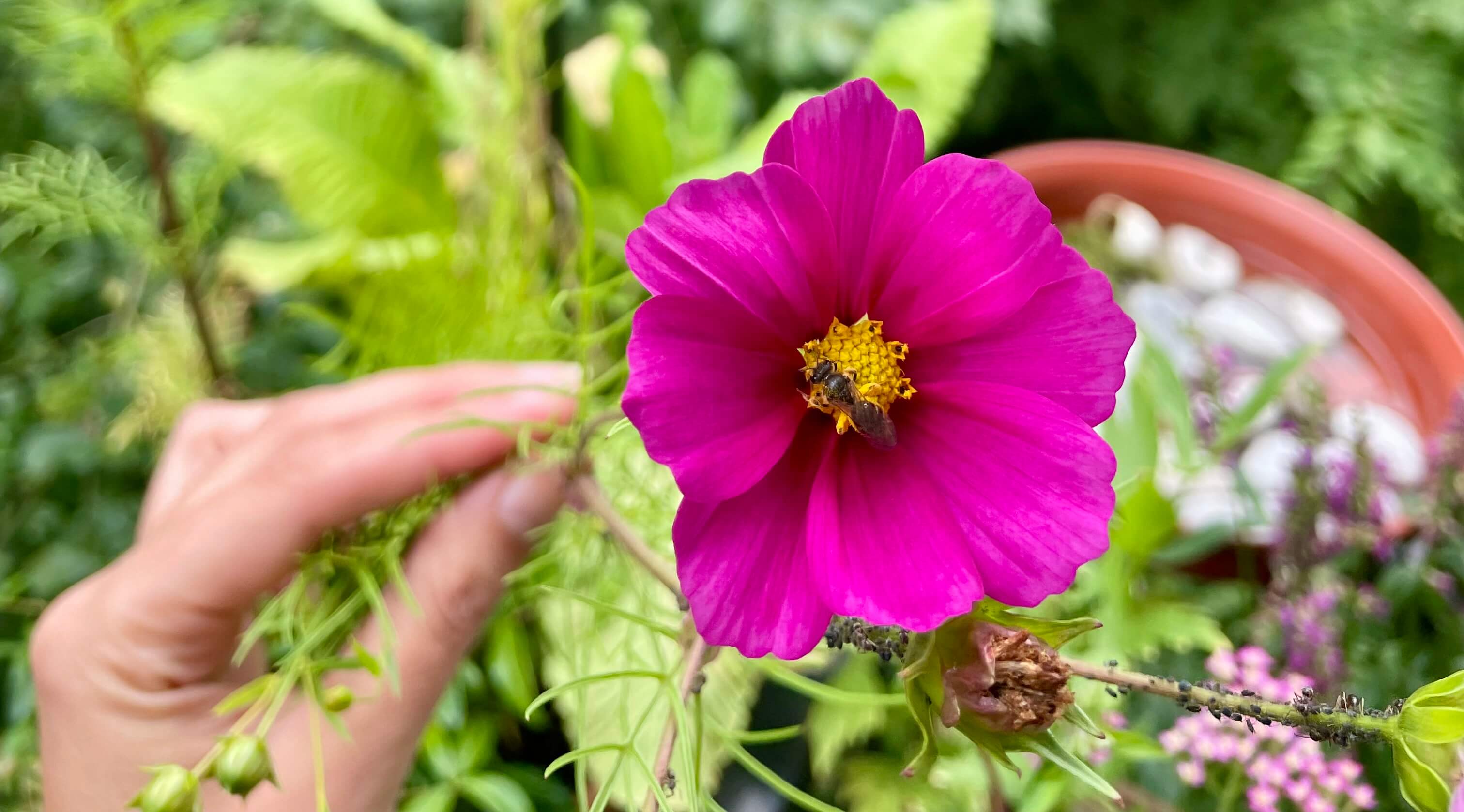 Insektenvielfalt auf meinem Nordbalkon