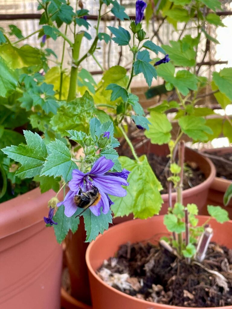 Hummel auf lila Malvenblüte