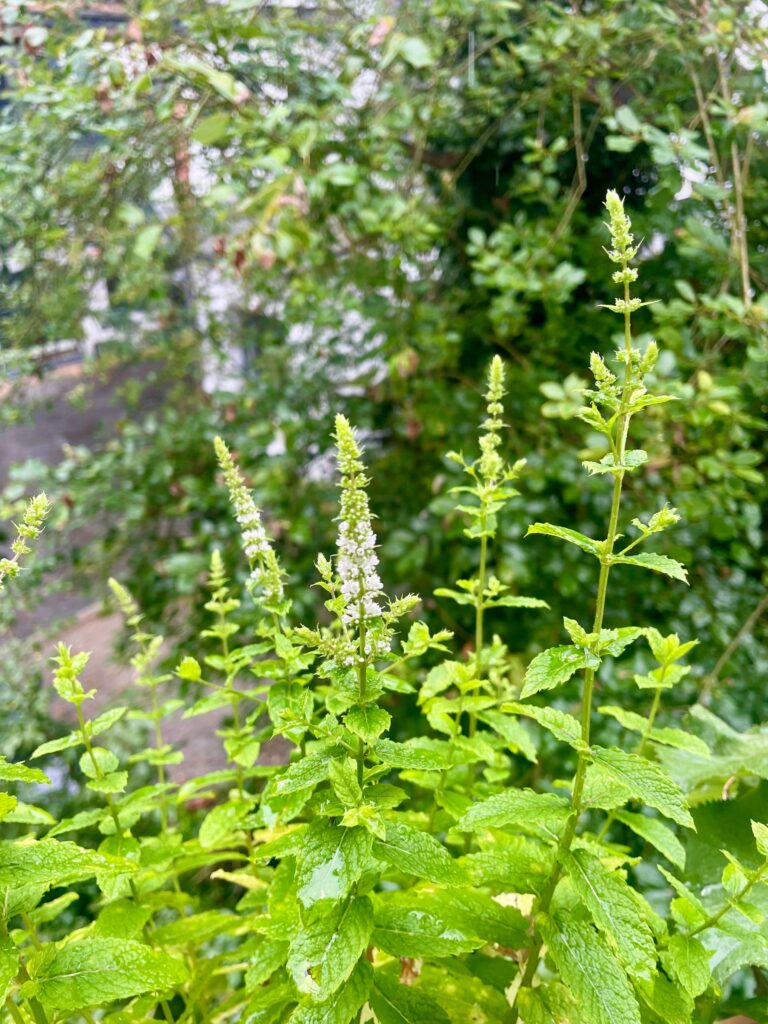 Weiße spitze Minzblüten