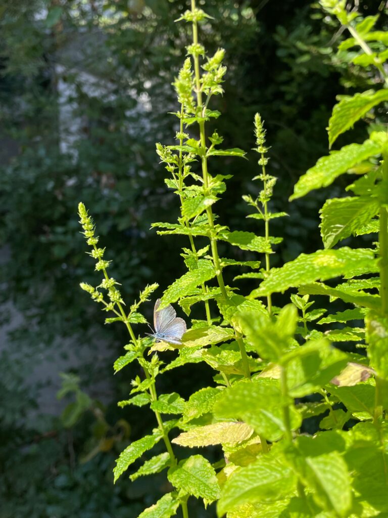 Weißer Schmetterling sitzt auf weißen Minzblüten