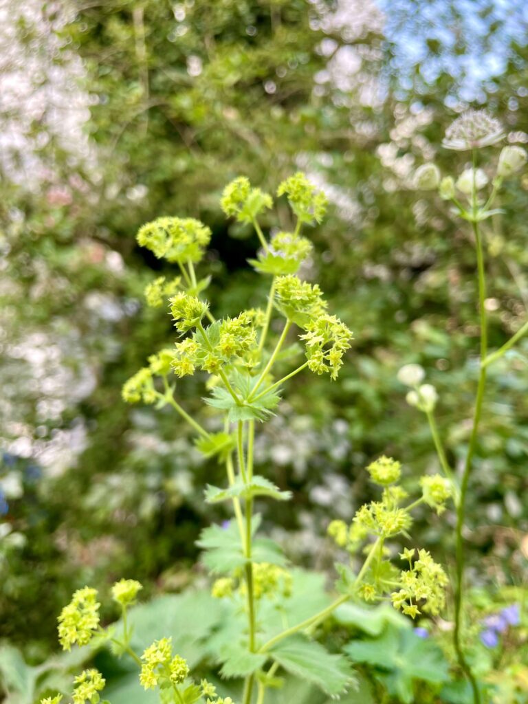 Gelbe Blüten des Frauenmantels