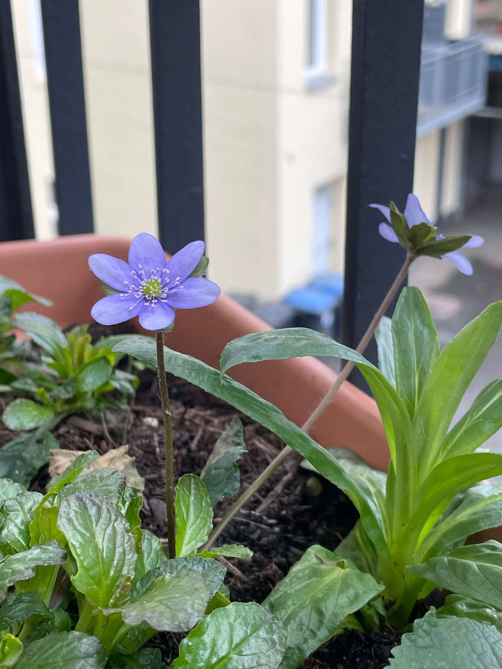 Wilde Balkonfrage: Warum sind viele Blüten violett oder pink?