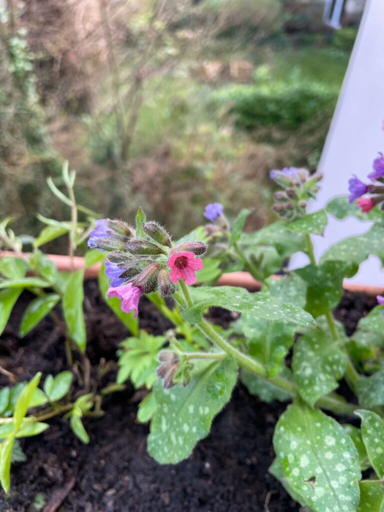 Lila und rosa Lungenkraut-Blüten