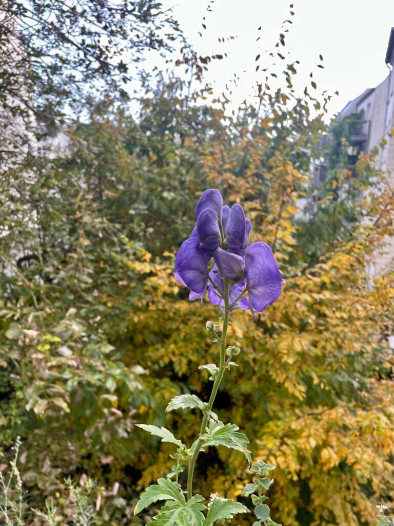 Riesige lila Blüte des Herbsteisenhuts vor gefärbtem Laub