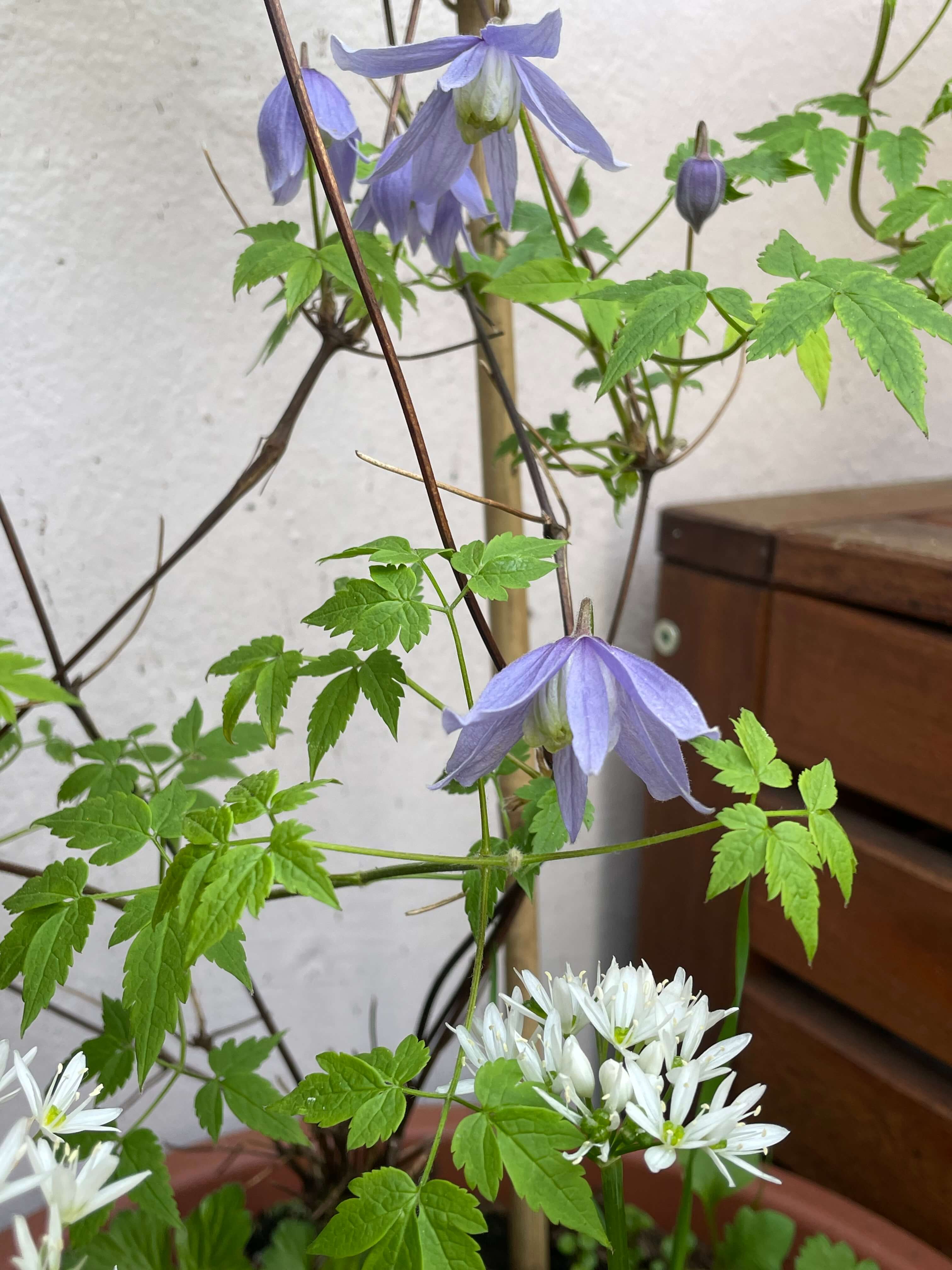 LIla Blüten der Alpenwaldrebe und weiße Bärlauchblüten