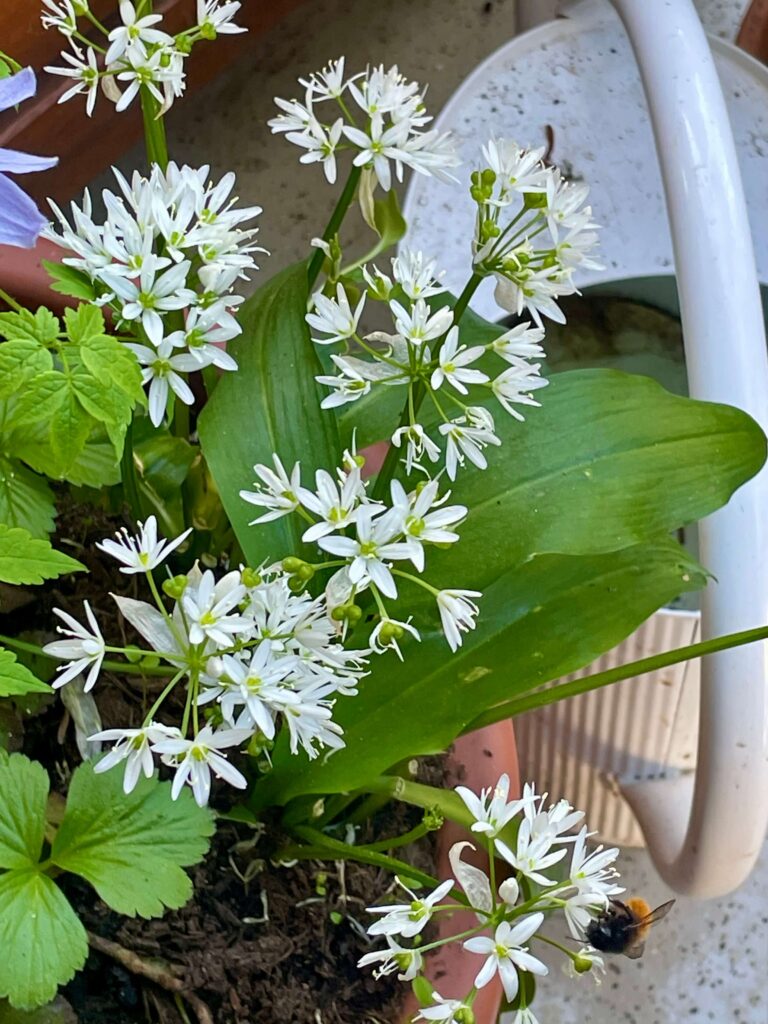 Mauerbiene an weißen Bärlauchblüten