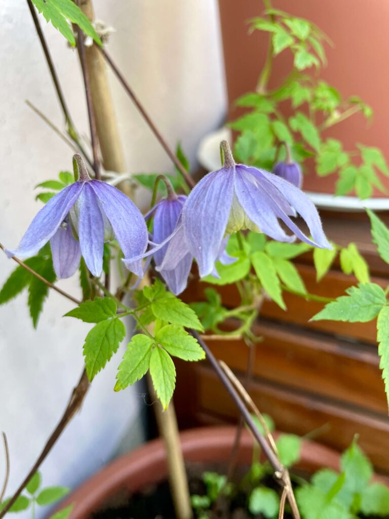 Lila Hängeblüten der Alpenwaldrebe