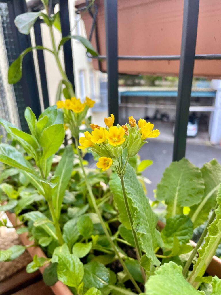 Gelbe Blüten der Wiesen-Schlüsselblume