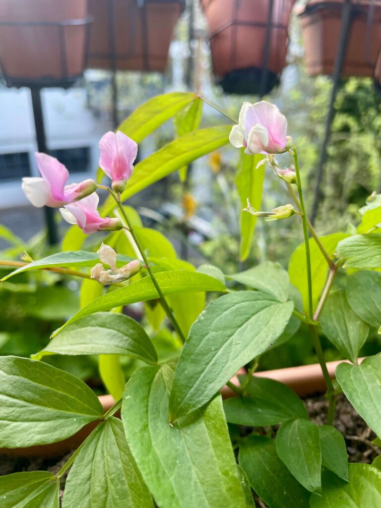 Rosa Frühlingsplatterbse