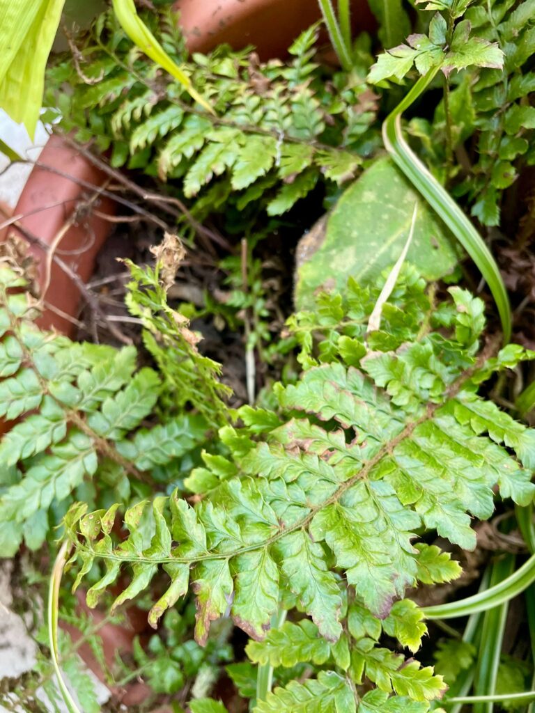 Grüner Farn