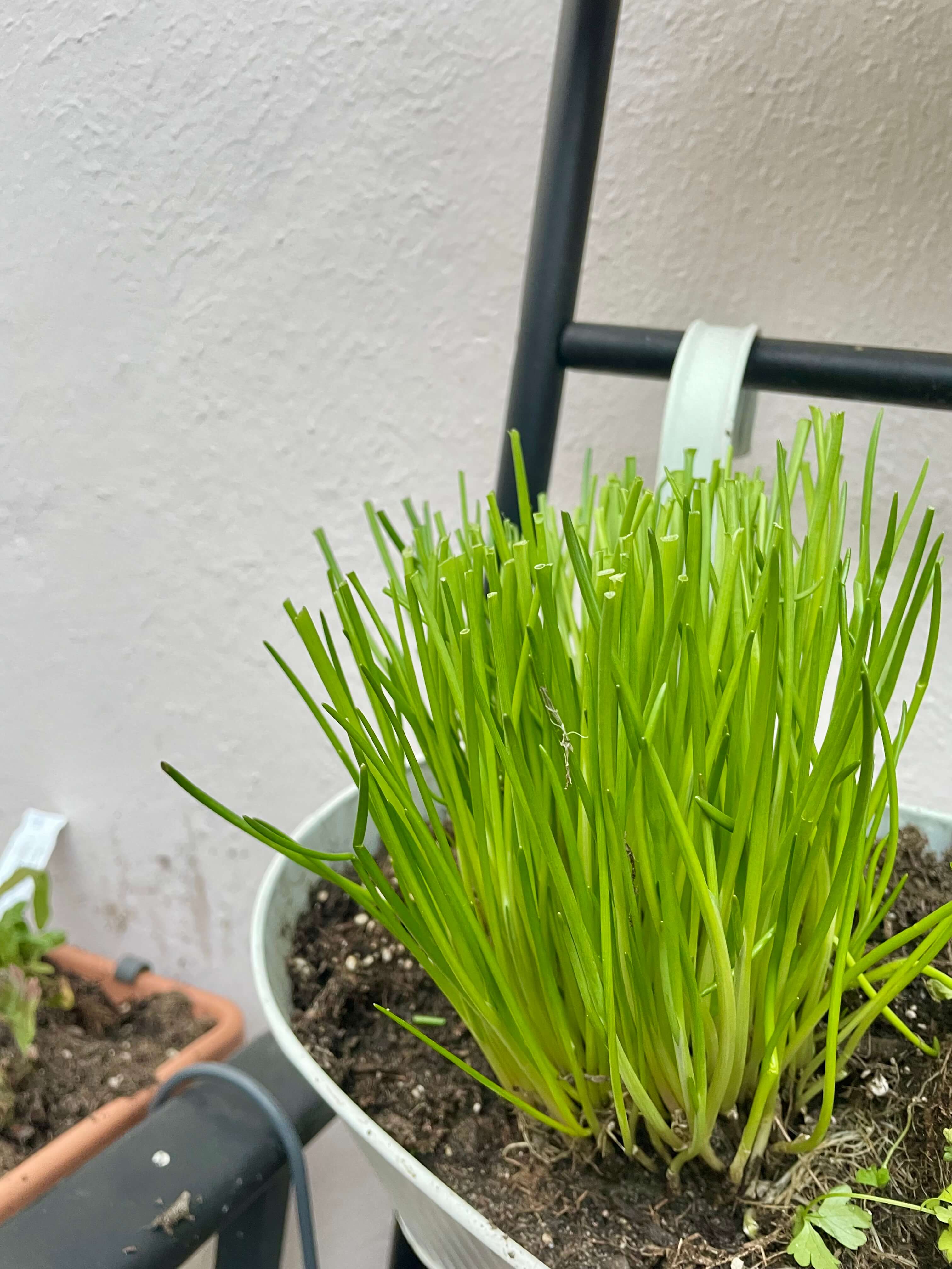 Schnittlauch im Kasten