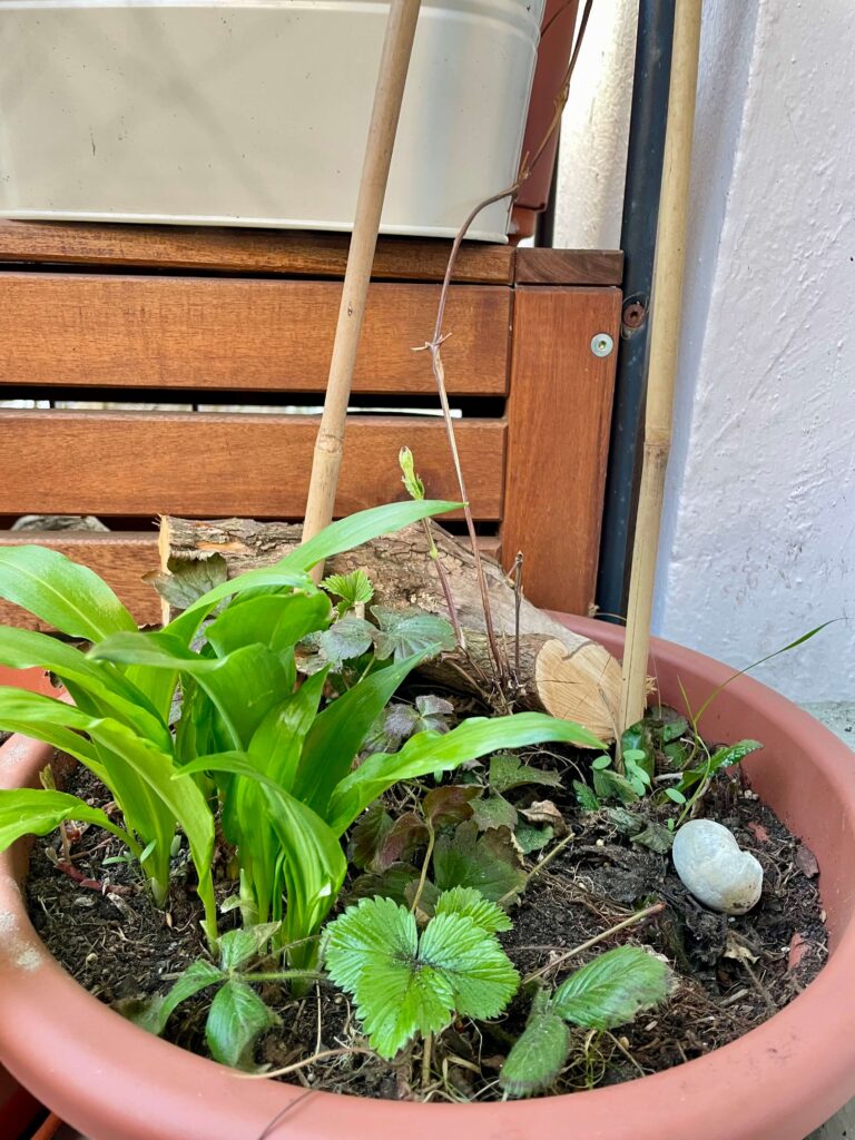 Bärlauch im Waldtopf