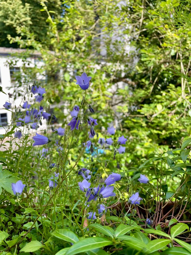 Viele kleine lila Blüten der Zwergglockenblume