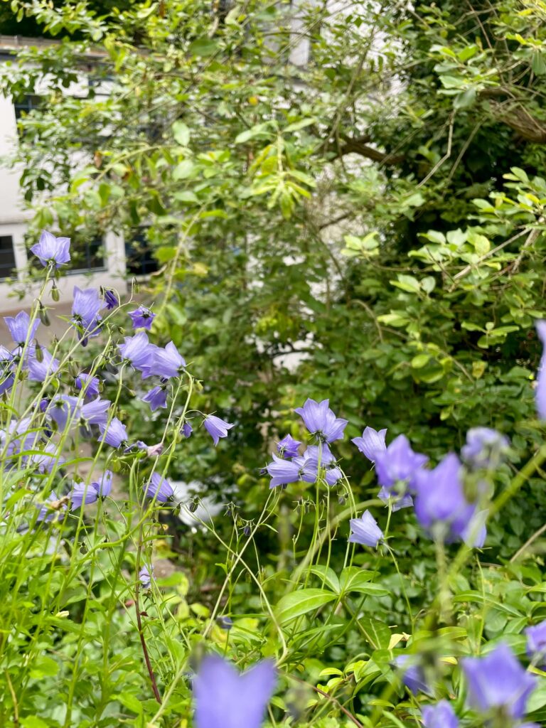 Winzige lila Blüten der Zwergglockenblume