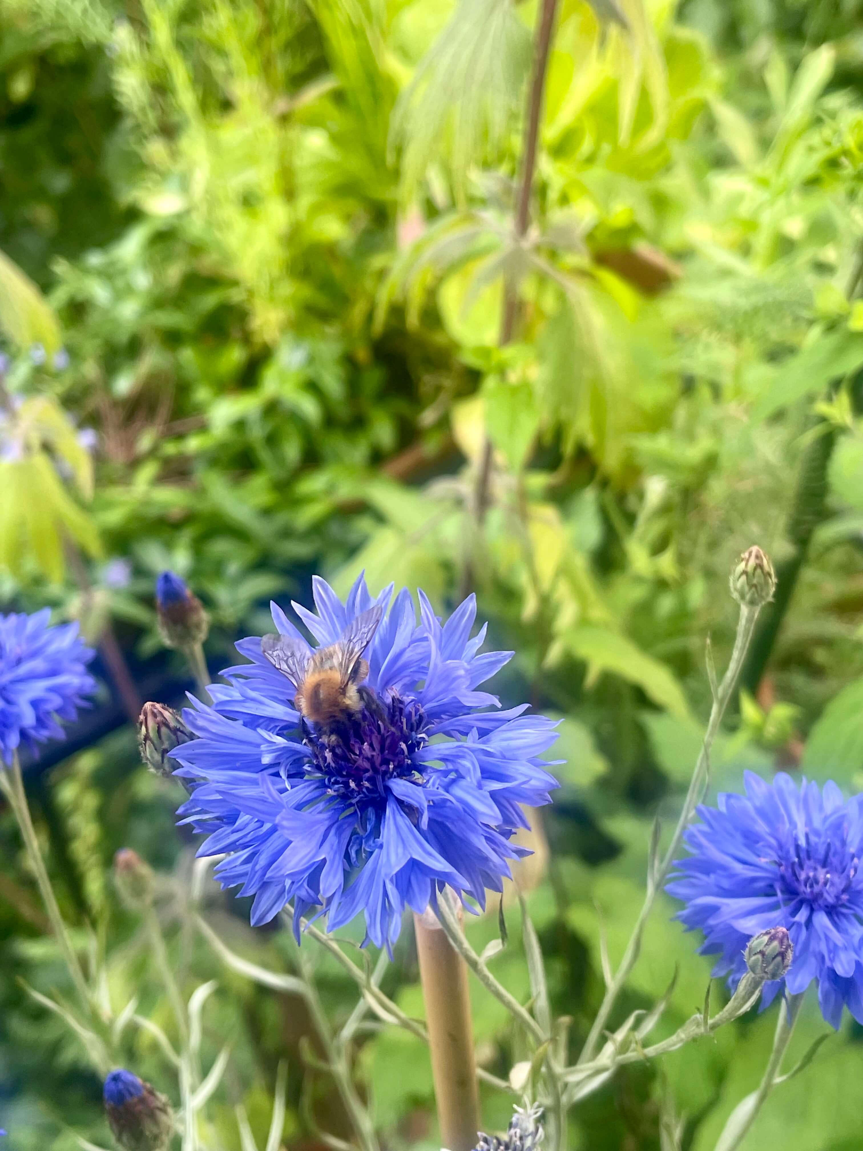 Ackerhummel auf Kornblume