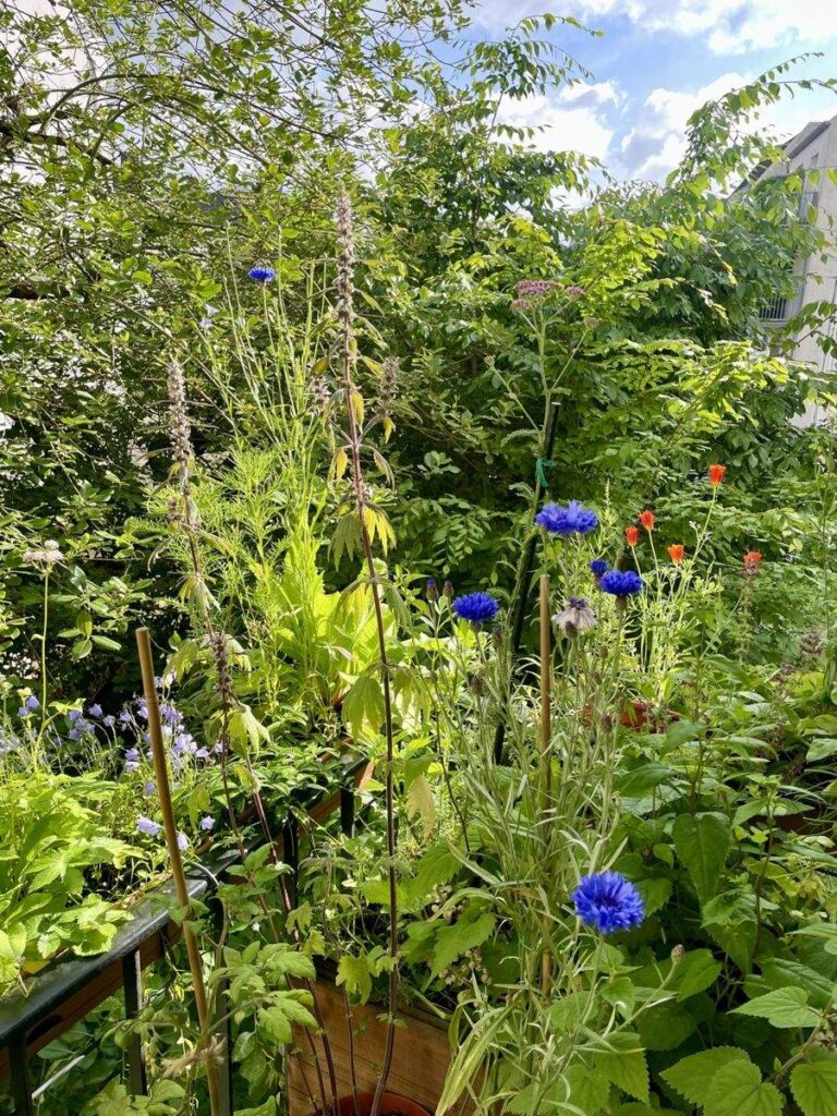 Blaue Kornblumen vor vielen anderen gründen Pflanzen, im Hintergrund rote Mohnblüten