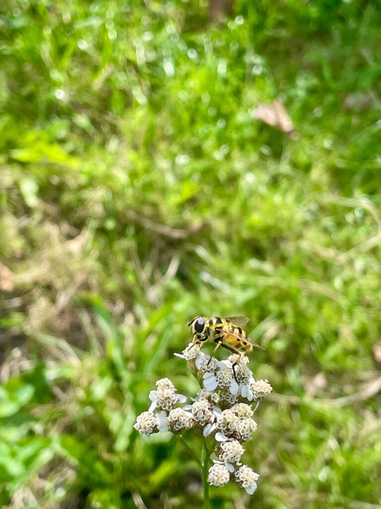 Totenkopf-Schwebfliege auf Schafgarbe
