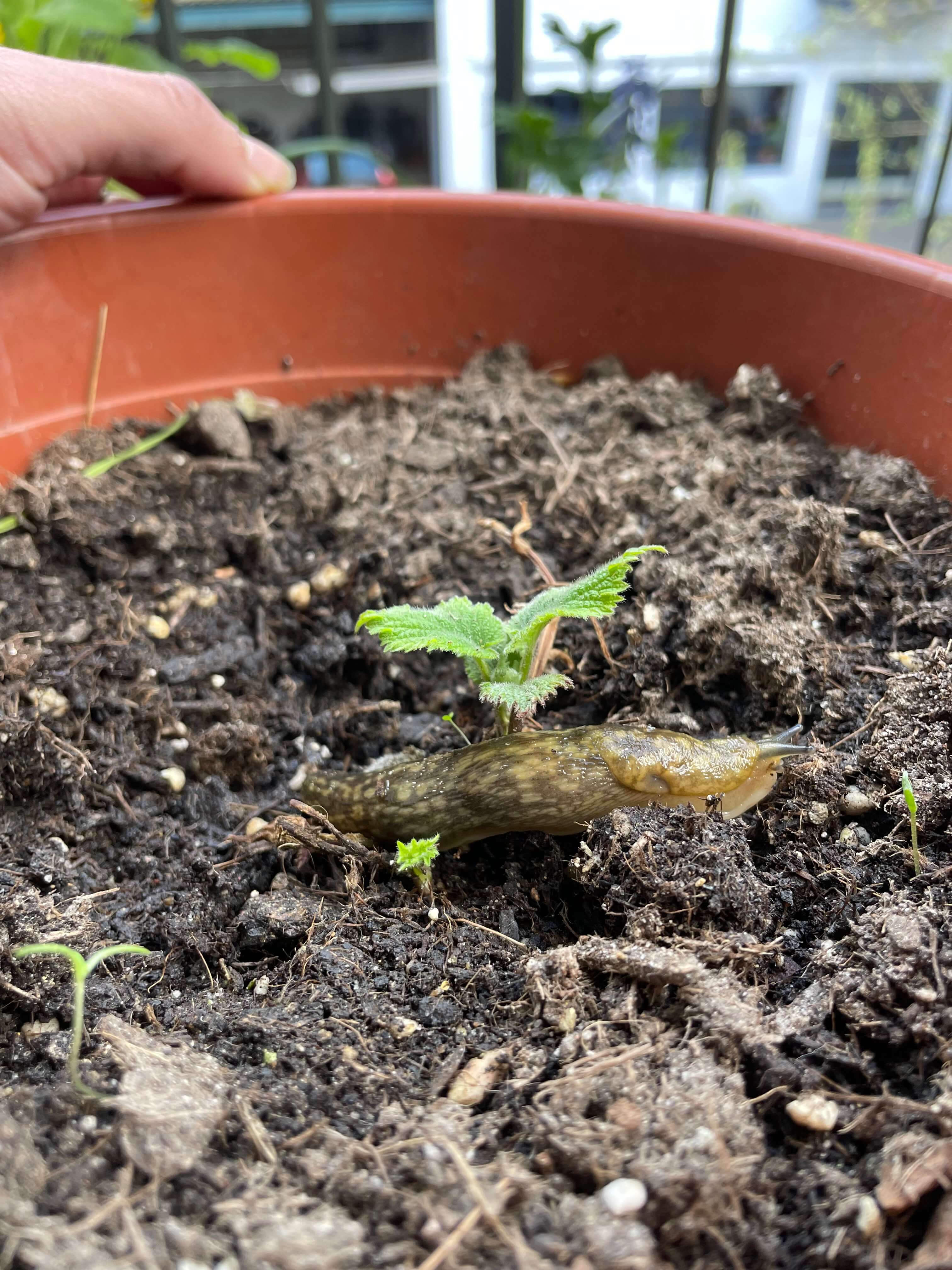 Schnecke auf Blumentopf