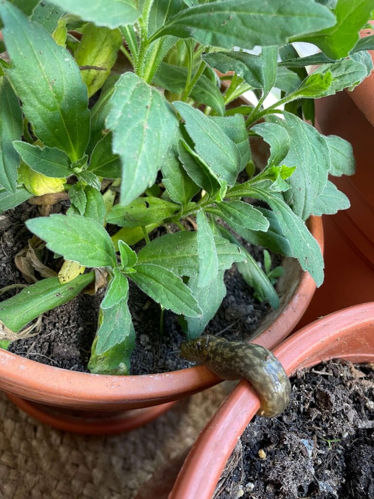 Schnecke kriecht über Blumentöpfe