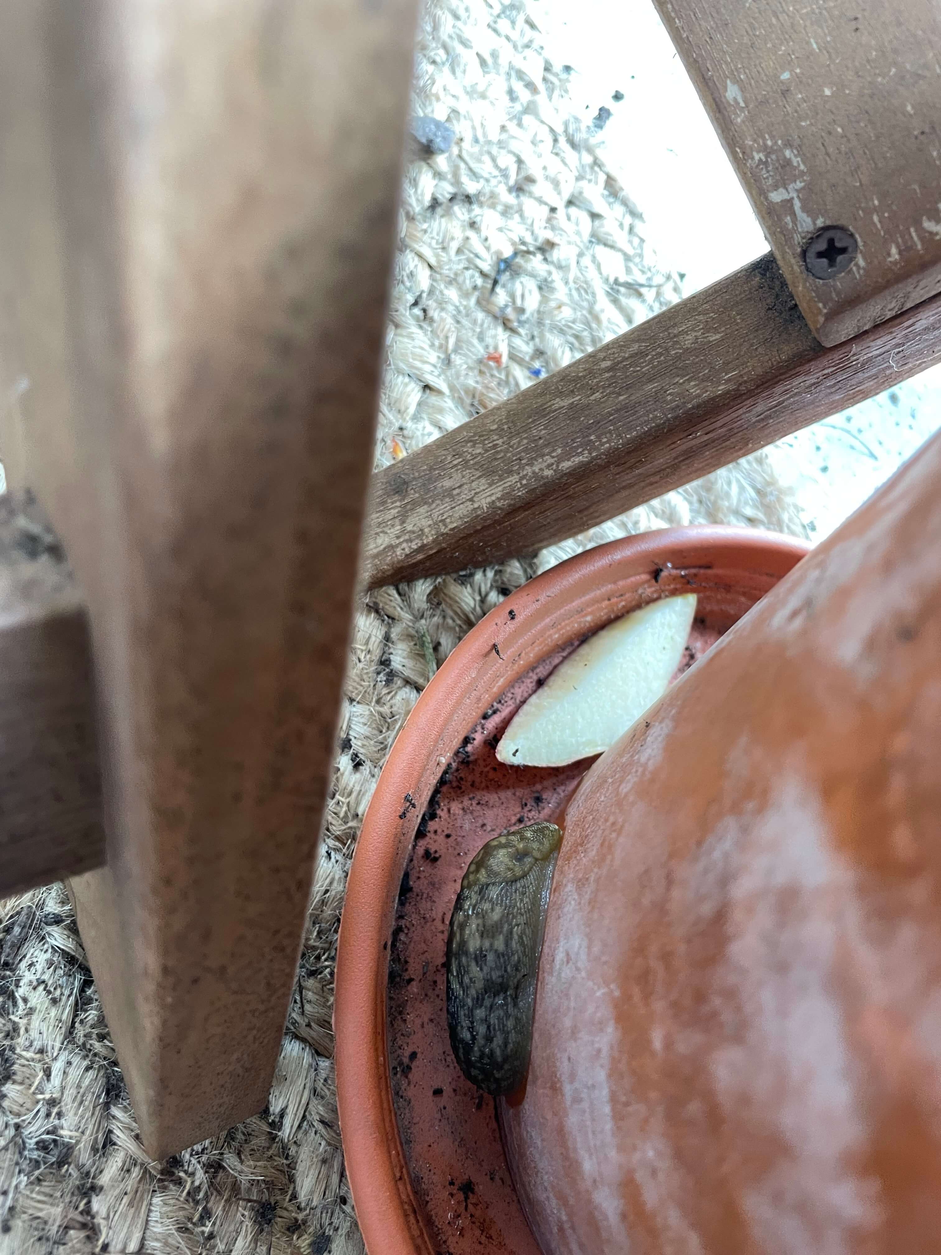 Schlafende Nacktschnecke am Blumentopf