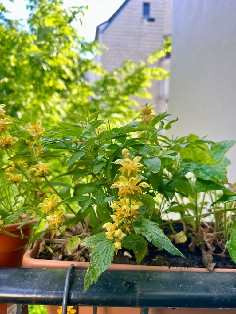 Gelbe Goldnesselblüten