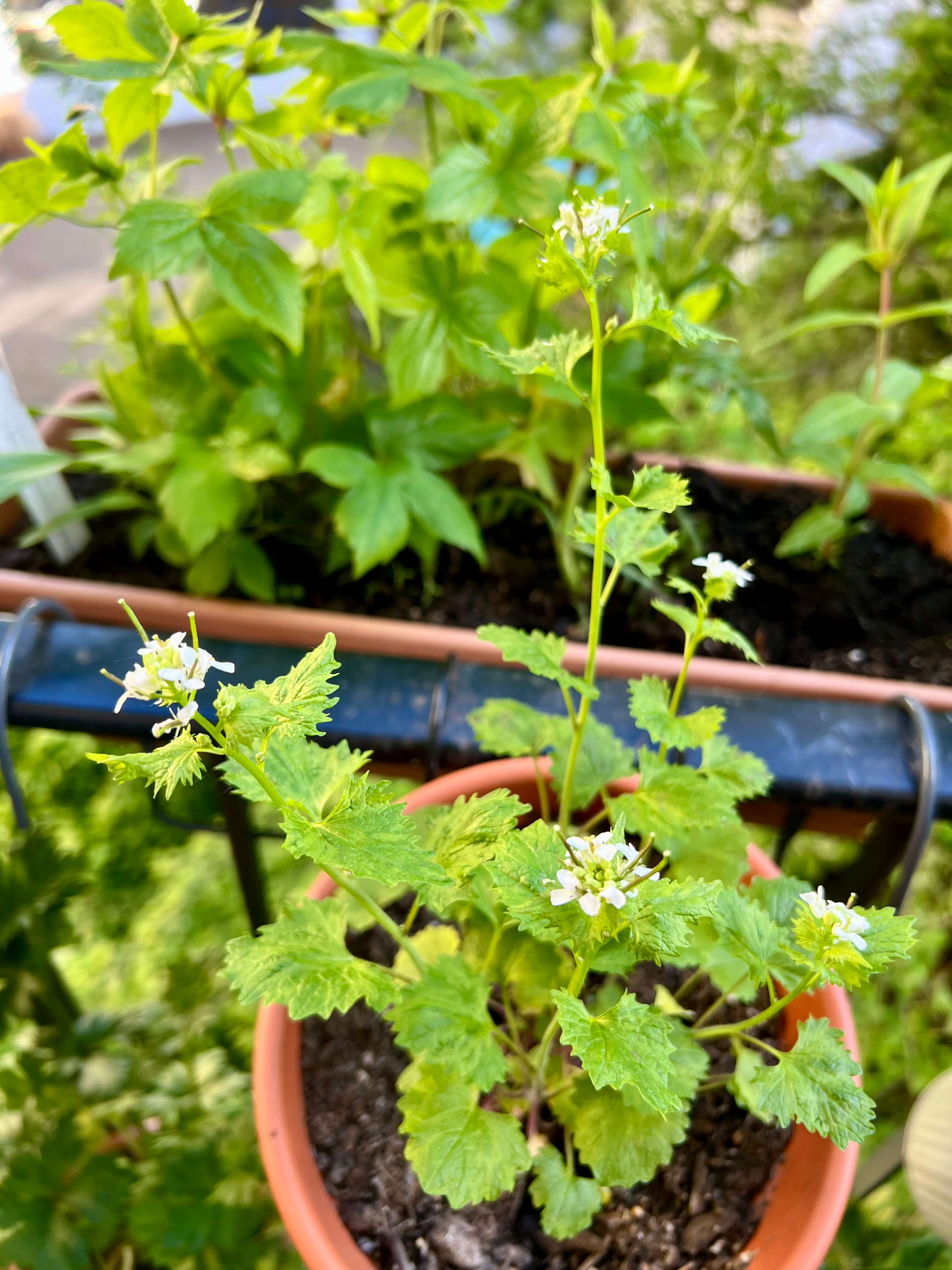 Weiße Blüten der Knoblauchsrauke