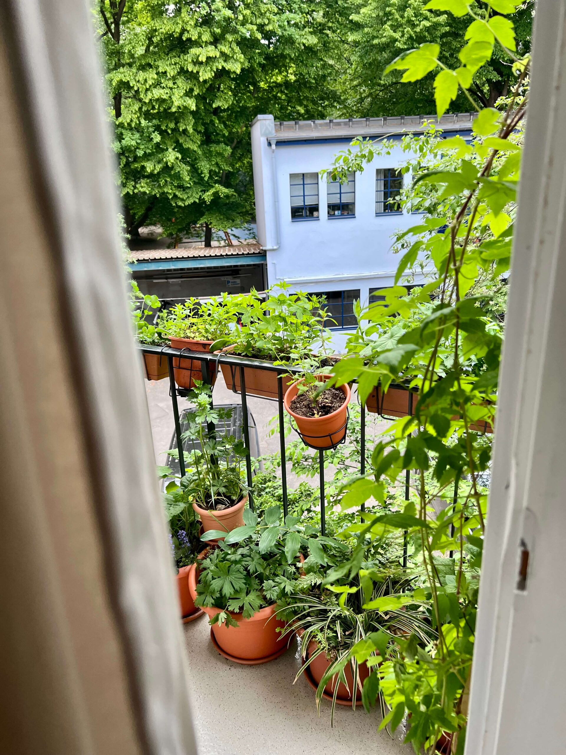 Frühlingserwachen im Schatten