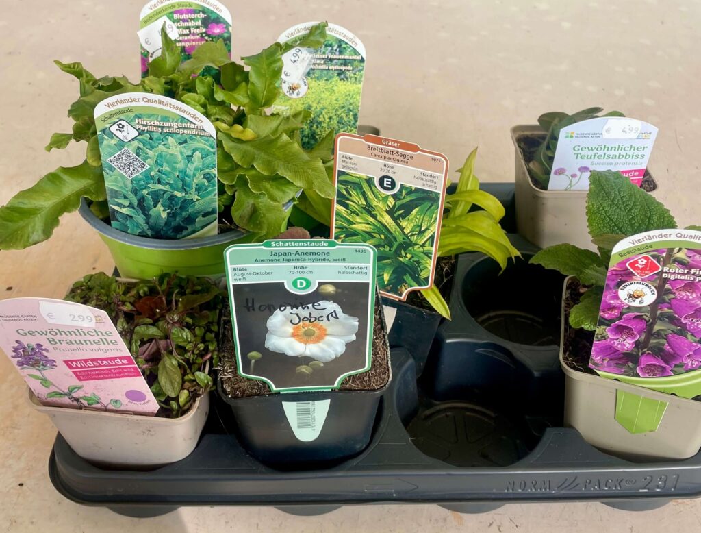 Staudenauswahl in der Gärtnerei