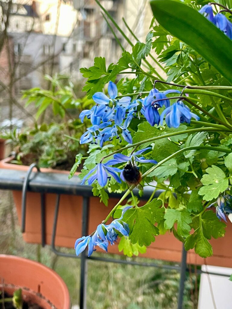 Gehörnte Mauerbiene sitzt an Blaustern