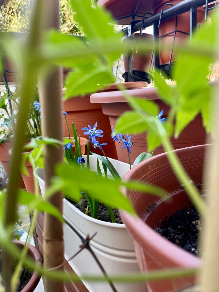 Blick durch Blätter auf Blausterne