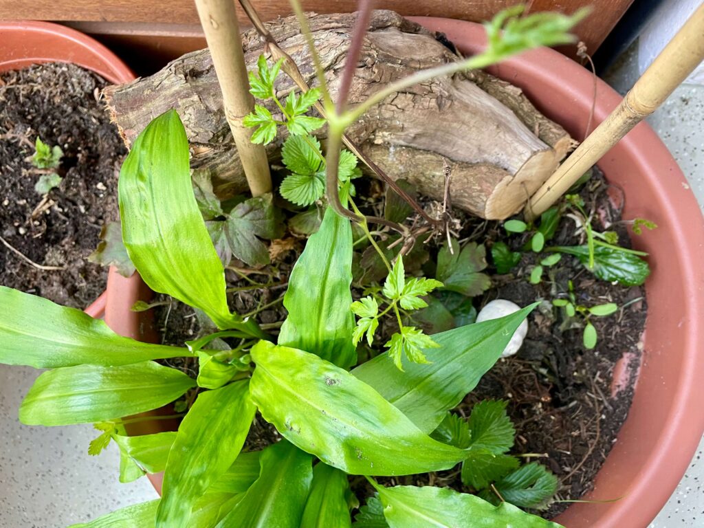 Bärlauchblätter in Waldkübel