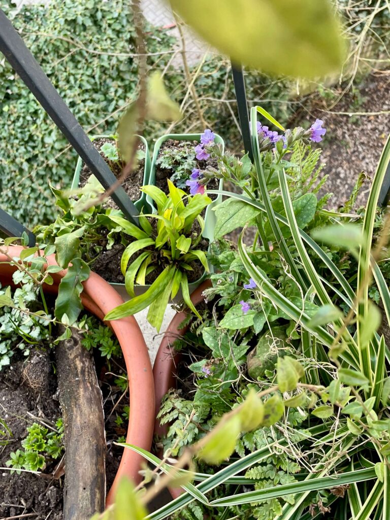Vogelperspektive auf Lungenkraut, Farne, Gräser und andere Blätter in Kübeln