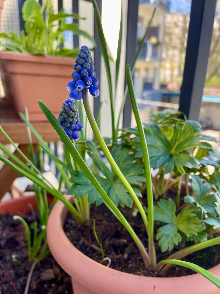 Blaue Traubenhyazinthen im Blumenkübel