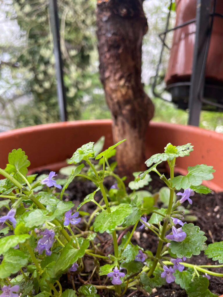 Lila Gundermann-Blüten