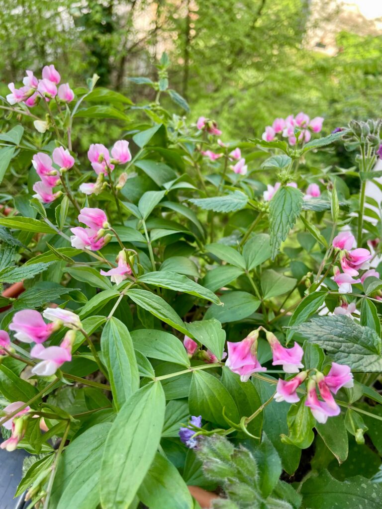 Rosa Blüten und Blätter der Frühlings-Platterbse